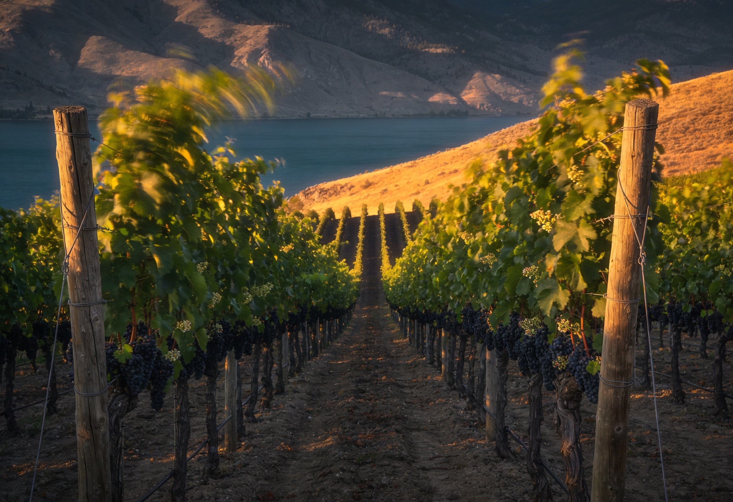 Trellised Okanagan vineyard rows sloping toward a lake in golden afternoon light